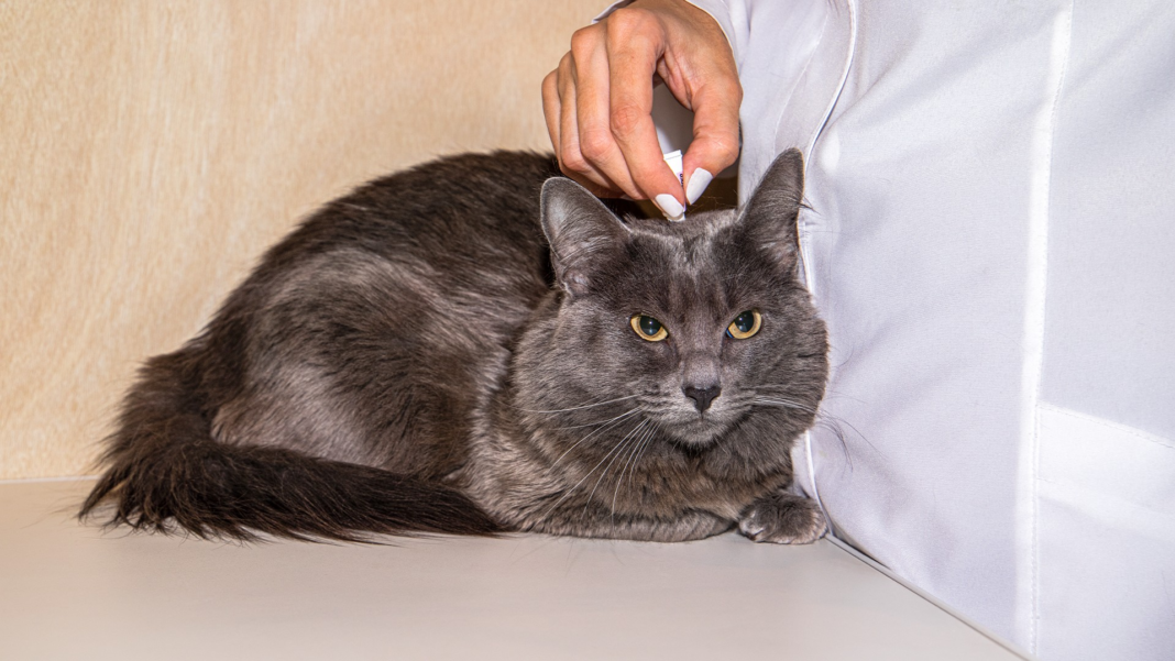 planos-de-saude-sao-aliados-para-garantir-mais-qualidade-de-vida-para-os-pets.