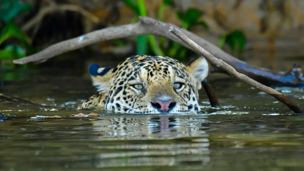 mato-grosso-do-sul-lanca-pacto-para-protecao-do-pantanal-com-r$-1,4-bi-em-investimentos