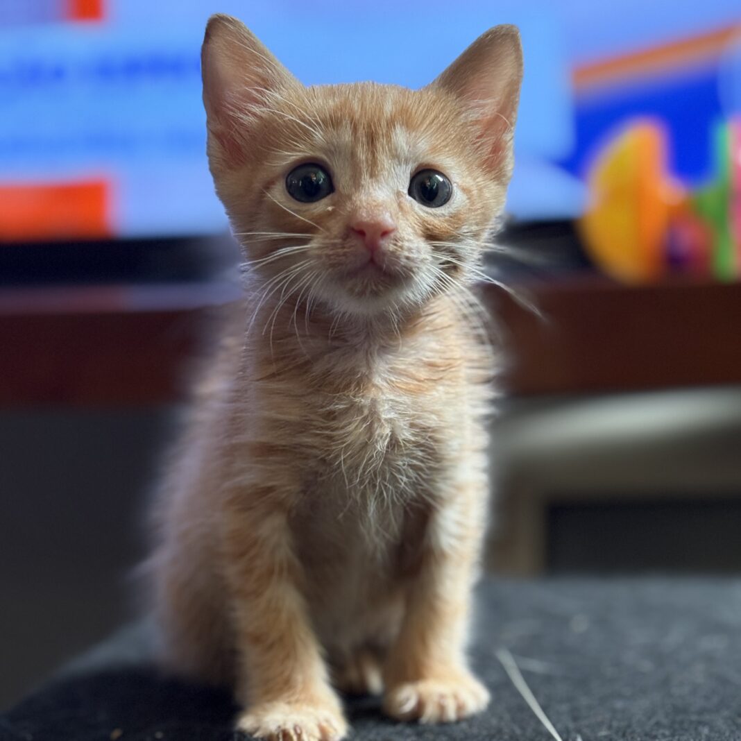 areia-para-gatos:-como-escolher-a-melhor-opcao-para-tutores-e-seus-pets