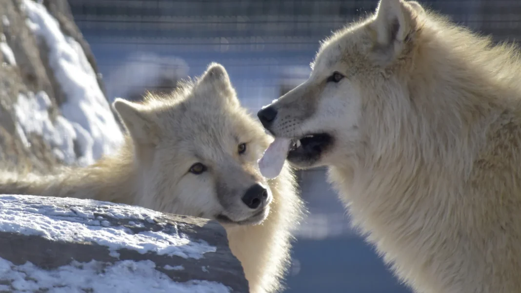 cientistas-ressuscitam-lobo-pre-historico-extinto cientistas-ressuscitam-lobo-pre-historico-extinto