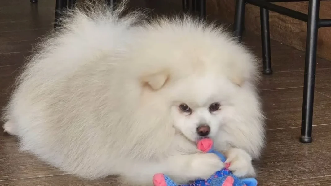 ‘ele-foi-praticamente-torrado-e-nao-resistiu’,-diz-tutor-que-perdeu-cao-apos-banho-em-petshop ‘ele-foi-praticamente-torrado-e-nao-resistiu’,-diz-tutor-que-perdeu-cao-apos-banho-em-petshop