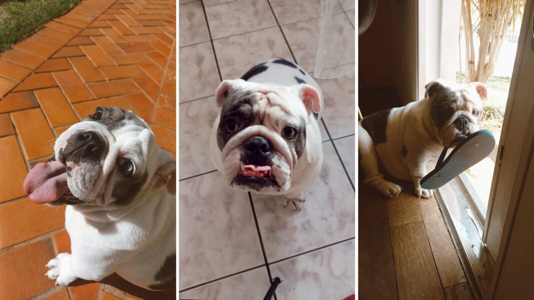 estamos-prolongando-demais-a-vida-dos-nossos-pets?