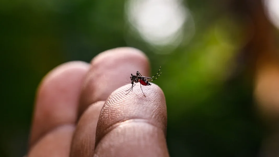 fabrica-que-desenvolve-mosquitos-usados-no-combate-a-dengue-e-inaugurada-em-curitiba