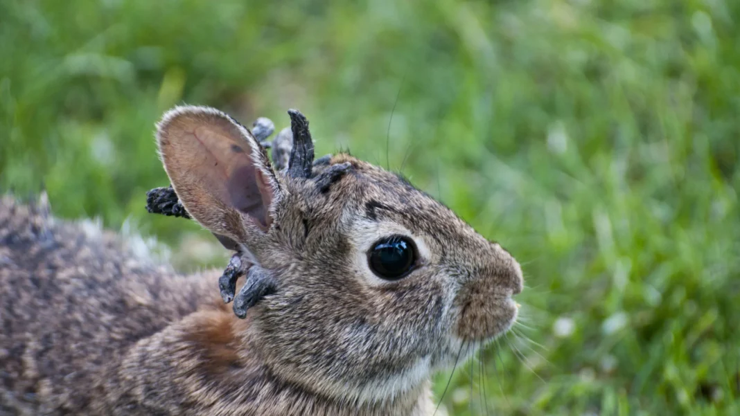 coelhos-‘demonio’-nos-eua:-realidade-ou-inteligencia-artificial?