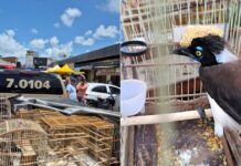 Aves silvestres resgatadas e dois homens presos por comércio ilegal na RMS