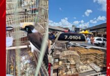 Dupla presa e 100 aves resgatadas em feiras na Bahia