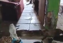 Moradora busca apoio para resgatar gatos abandonados na região