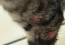 Moradora de Camaçari arrecada fundos para tratar gato com esporotricose