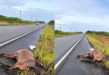 Cavalo atropelado na BA-530 causa acidente na estrada da Cetrel