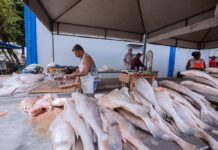 Consumidores têm até sábado para aproveitar a Feira do Peixe