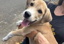 Cão de seis meses disponível para adoção responsável em Camaçari