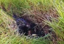 Corpo carbonizado é encontrado em área de mata em Camaçari