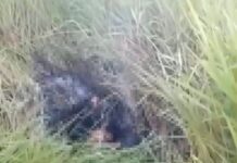 Corpo carbonizado é encontrado em Camaçari, diz Polícia Civil