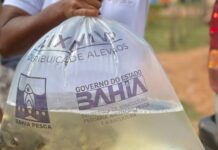 Camaçari: 200 piscicultores recebem mais de 200 mil alevinos para produção