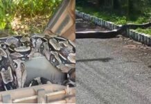 Cobras gigantes são encontradas em pista e dentro de carro em Busca Vida, Camaçari