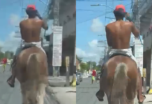 Motoristas reclamam de cavalos soltos nas ruas de Abrantes
