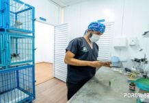 Camaçari lança Castramóvel e amplia castração gratuita de pets