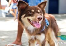 Camaçari lança projeto de castração gratuita para cães e gatos