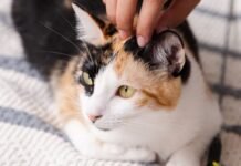 Camaçari lança Castramóvel para castração gratuita de cães e gatos
