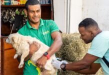 Camaçari realiza vacinação antirrábica em Monte Gordo neste sábado (15)