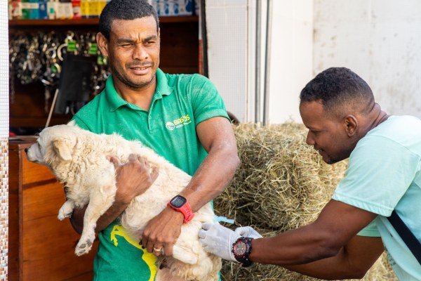 Vacinacao-caes-e-gatos.jpg