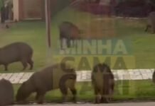 Capivaras são avistadas em condomínio de luxo na orla de Camaçari